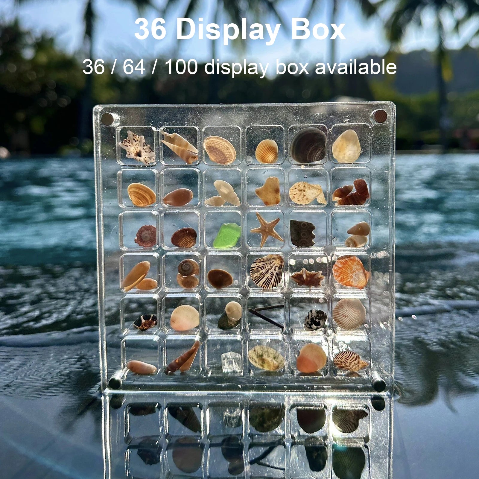 Seashell Display Box Acrylic Magnetic Seashell Display Case Acrylic Organizer Box Stackable Small Craft Organizers Compartment