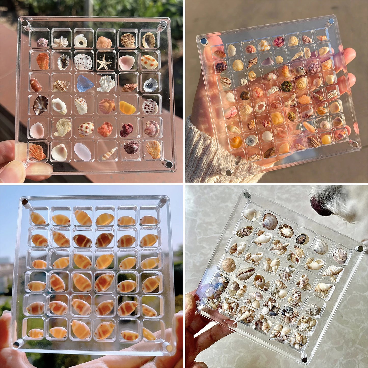 Seashell Display Box Acrylic Magnetic Seashell Display Case Acrylic Organizer Box Stackable Small Craft Organizers Compartment