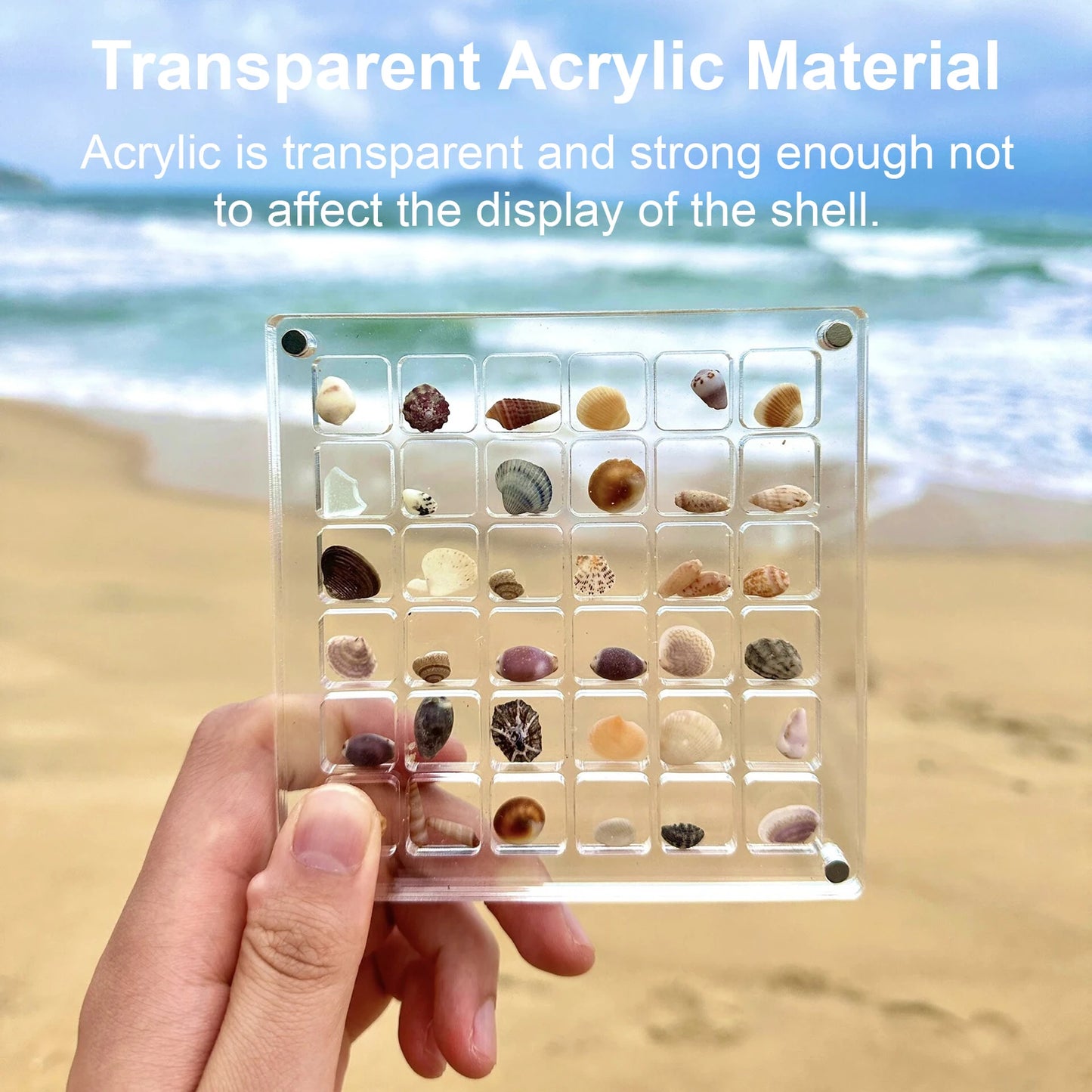 Seashell Display Box Acrylic Magnetic Seashell Display Case Acrylic Organizer Box Stackable Small Craft Organizers Compartment